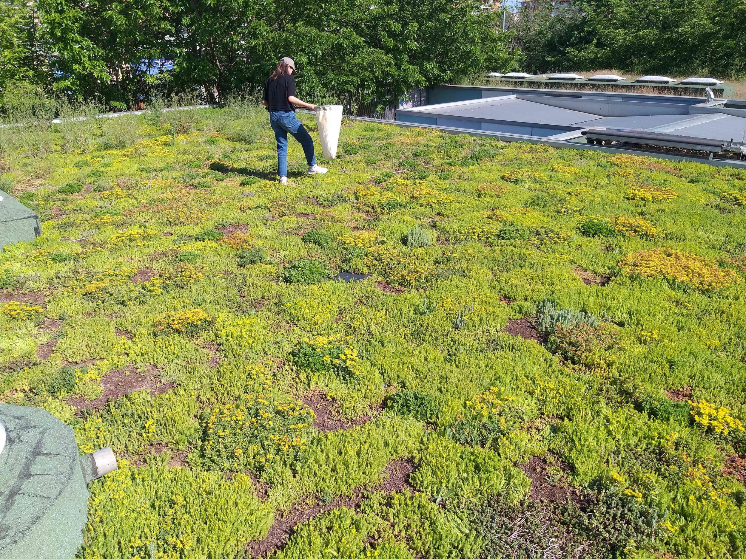 BIG4LIFE green roofs, a research space for urban biodiversity